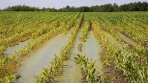 agricoltura-maltempo-campo-latina